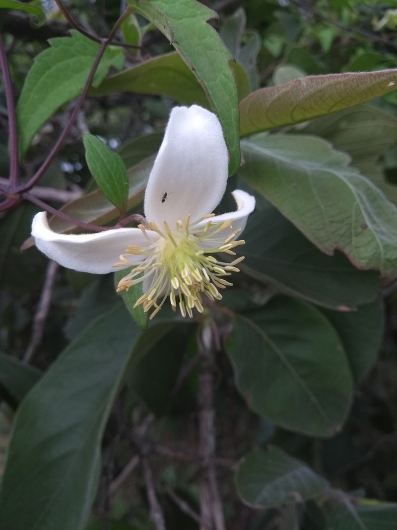 Clematis hirsuta photo 8