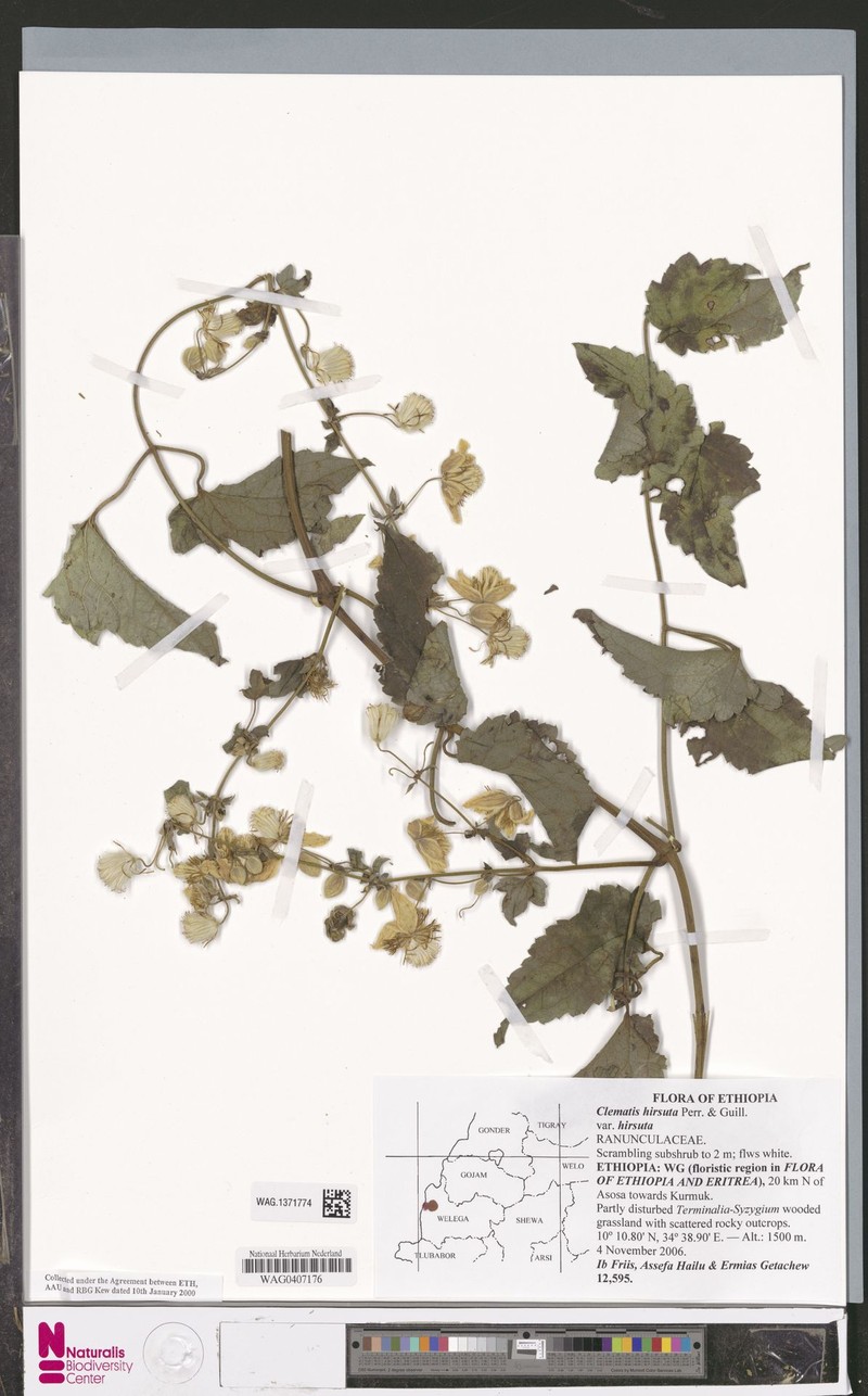 Clematis hirsuta var. hirsuta