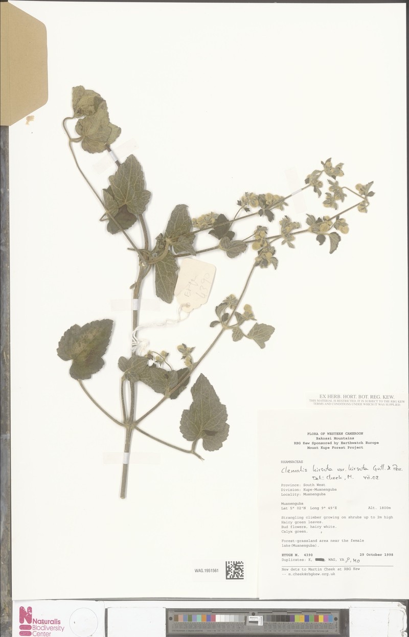 Clematis hirsuta var. hirsuta photo 2