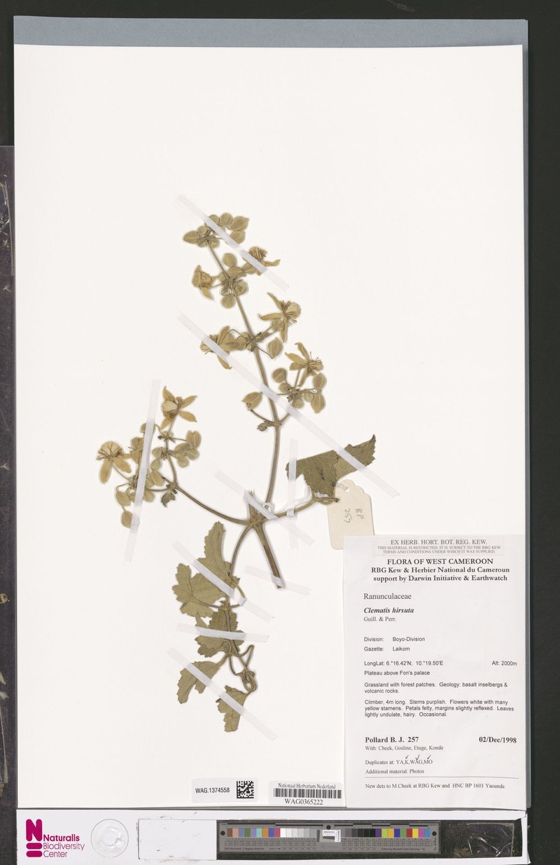 Clematis hirsuta var. hirsuta photo 3