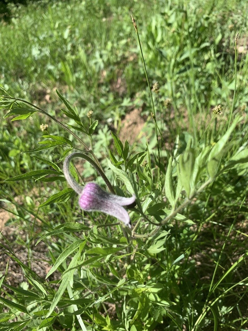 Hairy Clematis