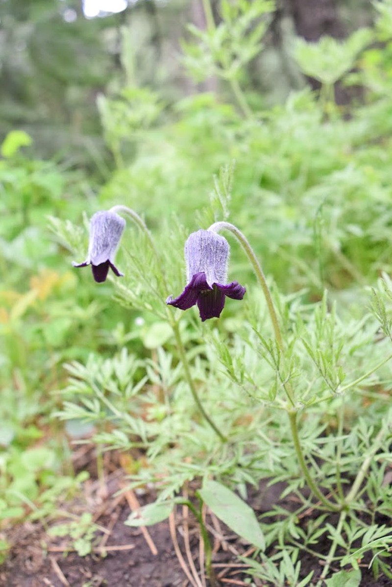 Hairy Clematis photo 2