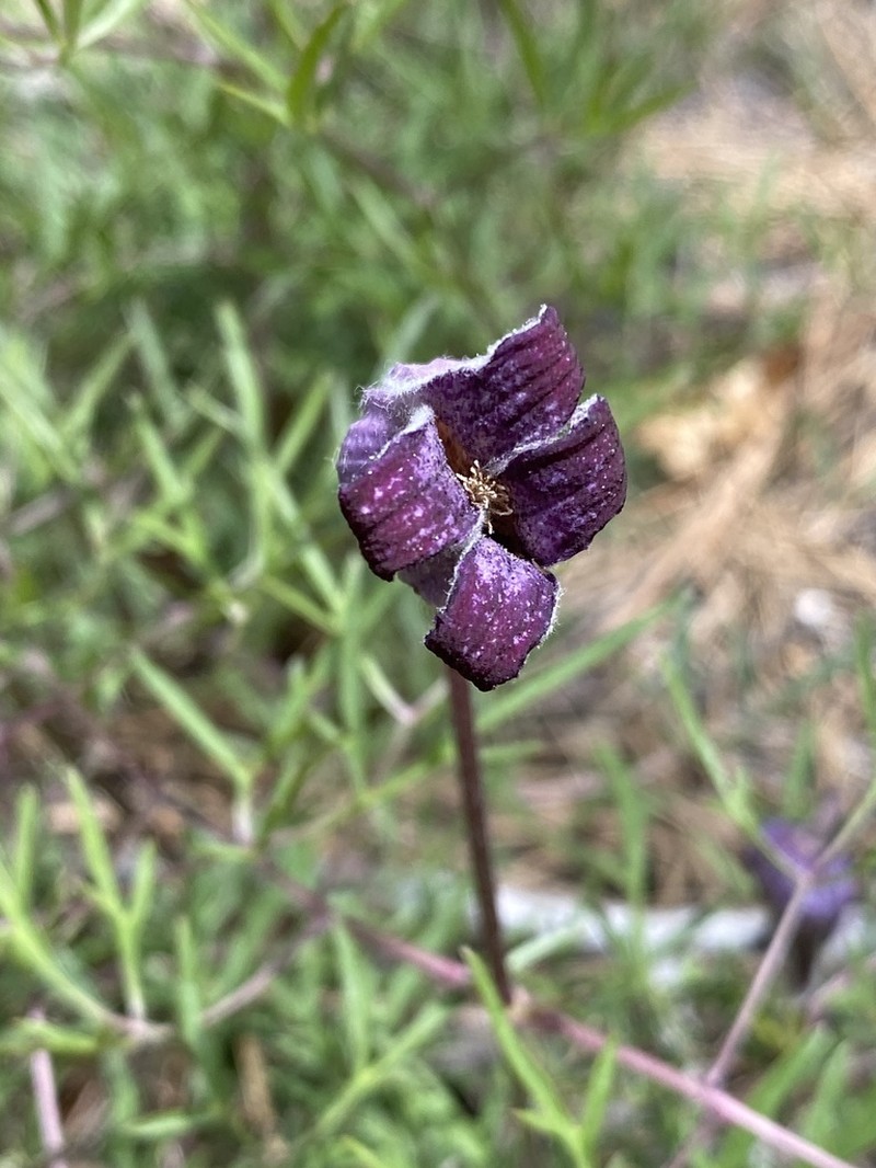 Hairy Clematis photo 3