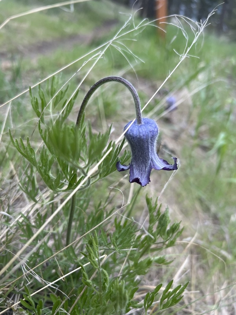 Hairy Clematis photo 6