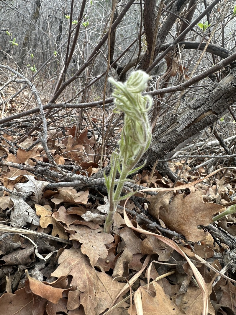 Clematis hirsutissima var. hirsutissima