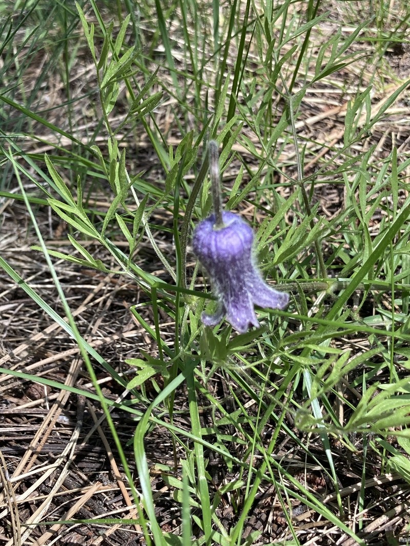 Clematis hirsutissima var. hirsutissima photo 2