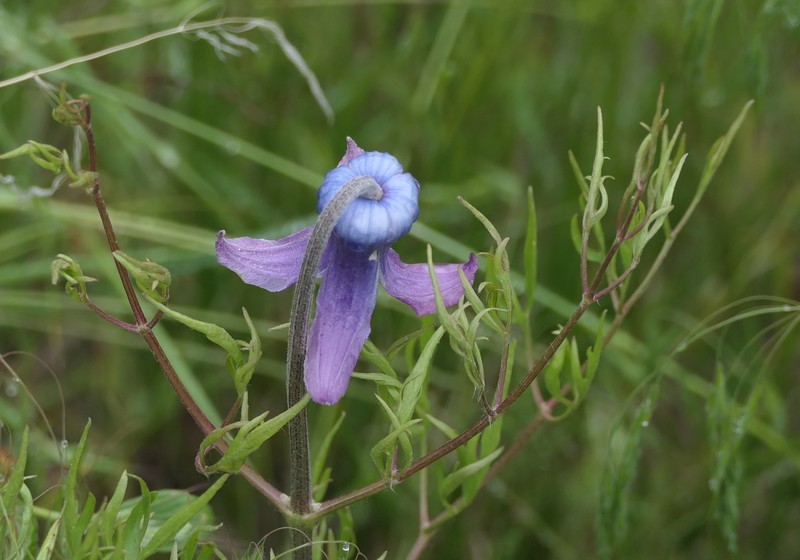 Clematis hirsutissima var. hirsutissima photo 5