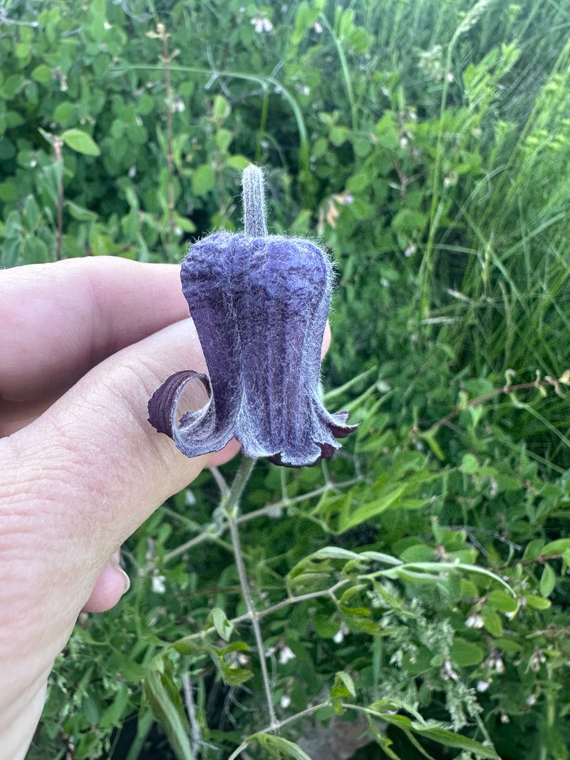 Clematis hirsutissima var. hirsutissima photo 6