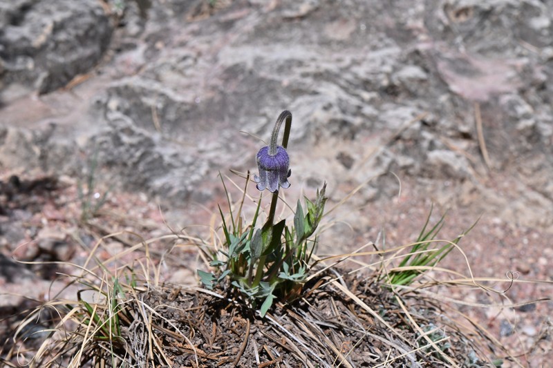Clematis hirsutissima var. scottii