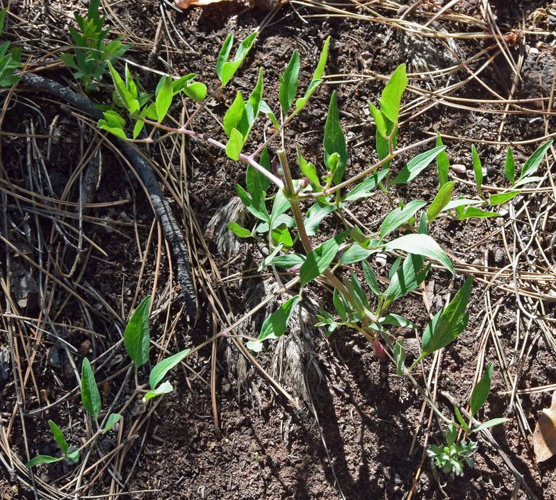 Clematis hirsutissima var. scottii photo 2