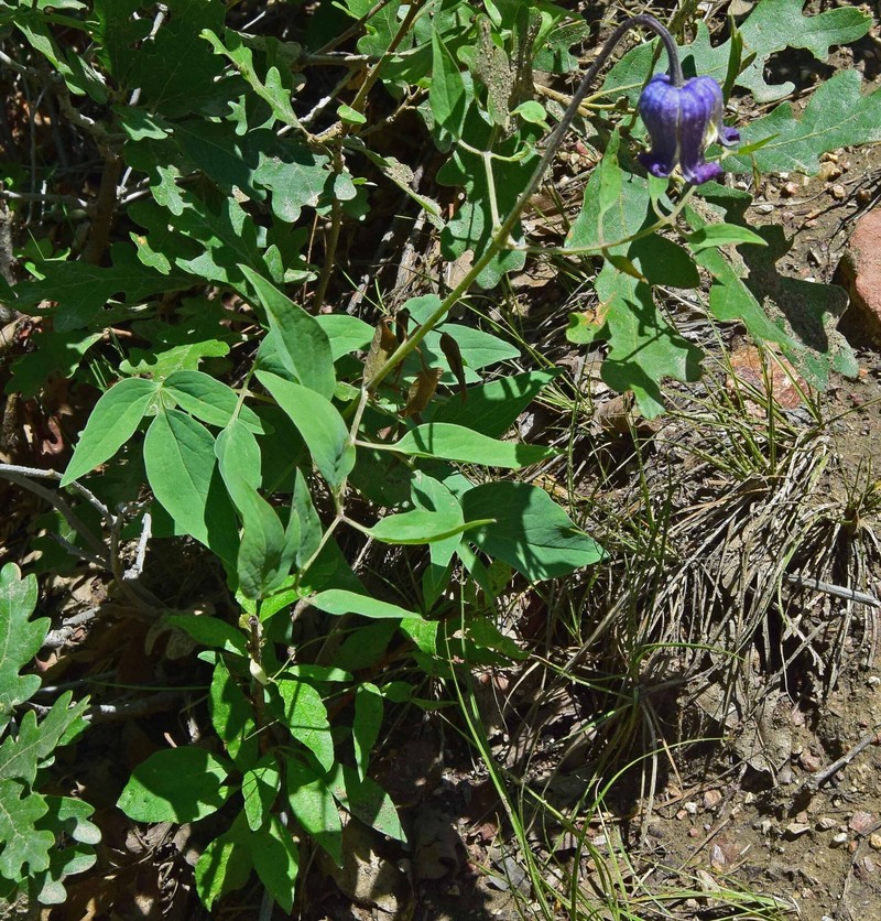 Clematis hirsutissima var. scottii photo 3