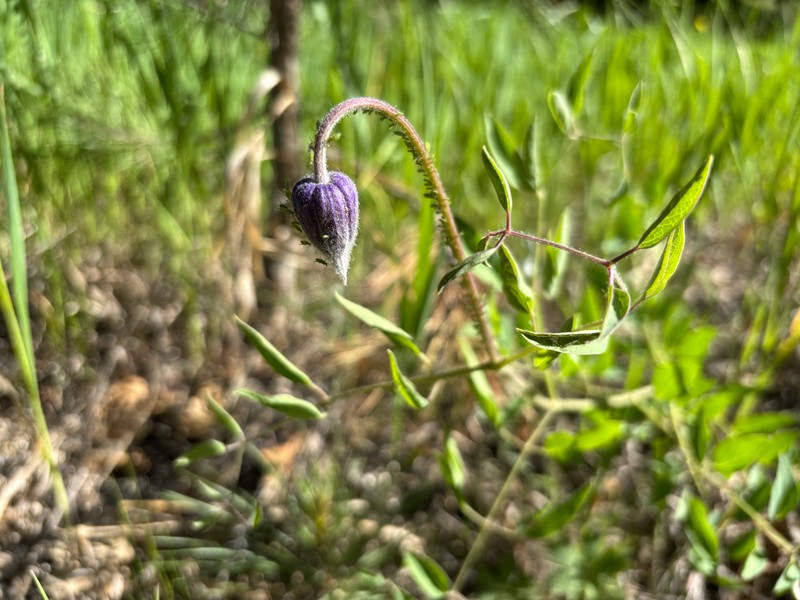 Clematis hirsutissima var. scottii photo 5