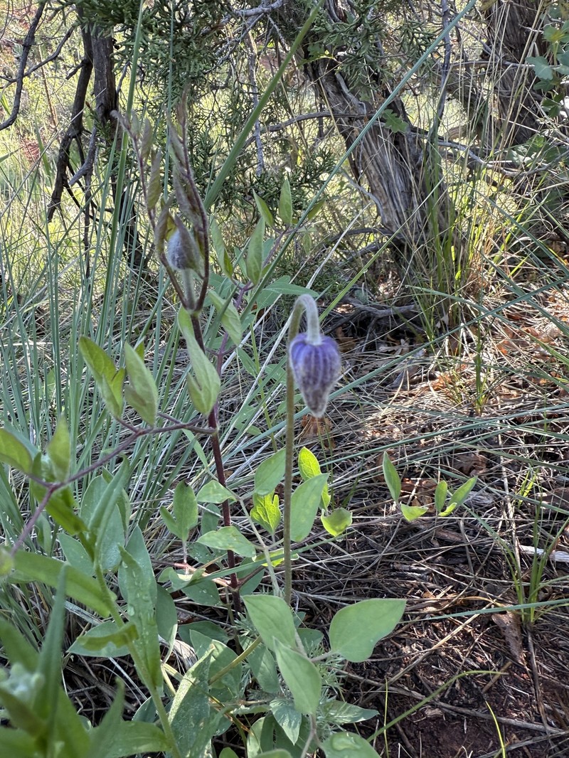 Clematis hirsutissima var. scottii photo 6