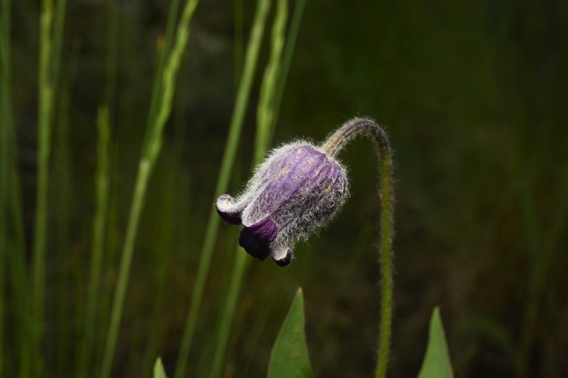 Clematis hirsutissima var. scottii photo 7