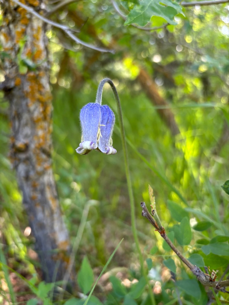 Clematis hirsutissima var. scottii photo 8