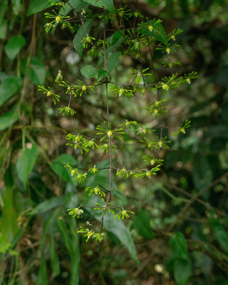 Clematis horripilata