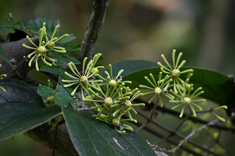 Clematis horripilata photo 2