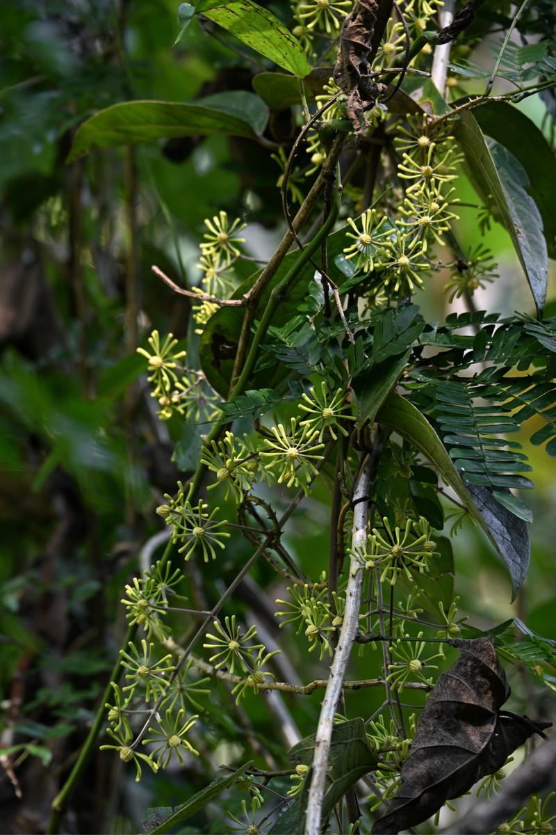 Clematis horripilata photo 3