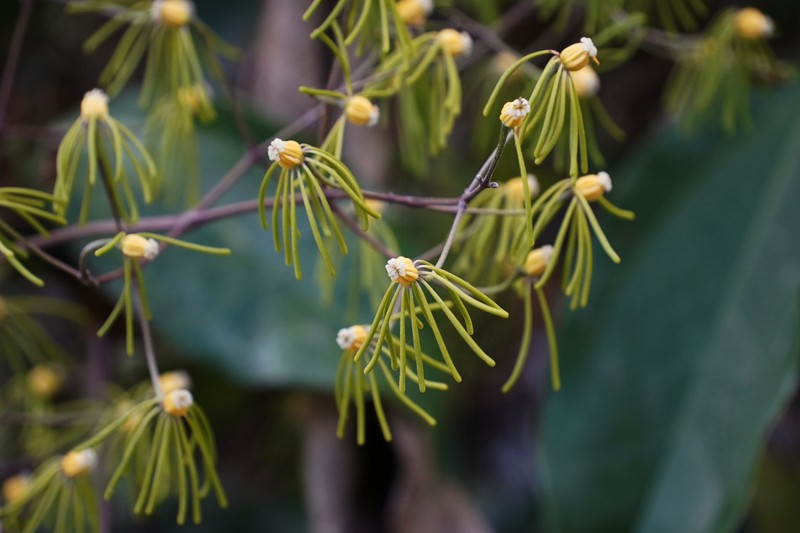 Clematis horripilata photo 4