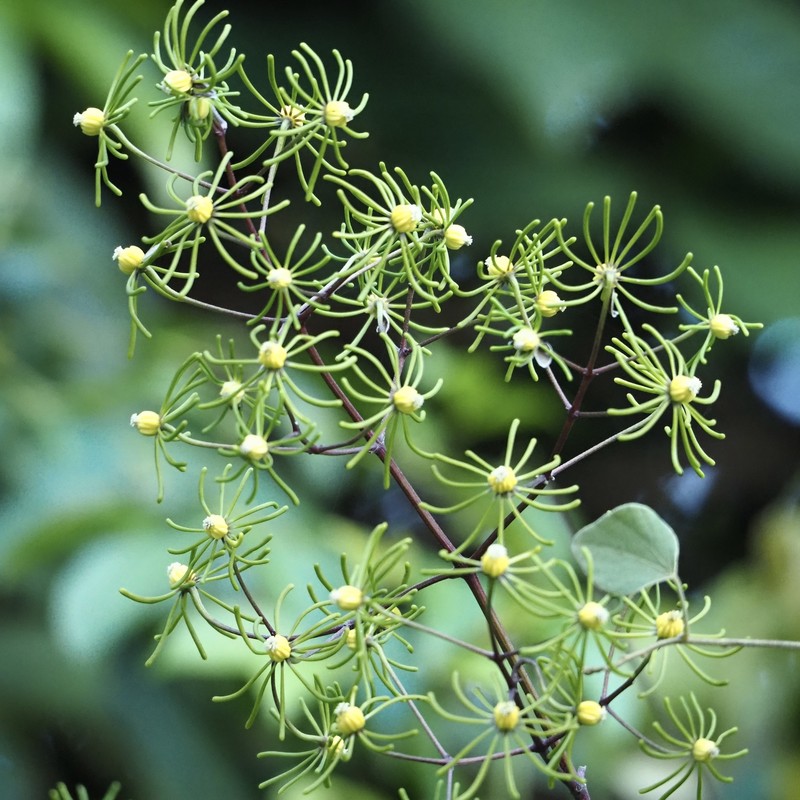 Clematis horripilata photo 5