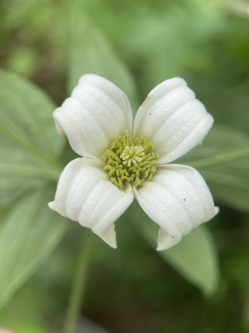 Clematis huchouensis