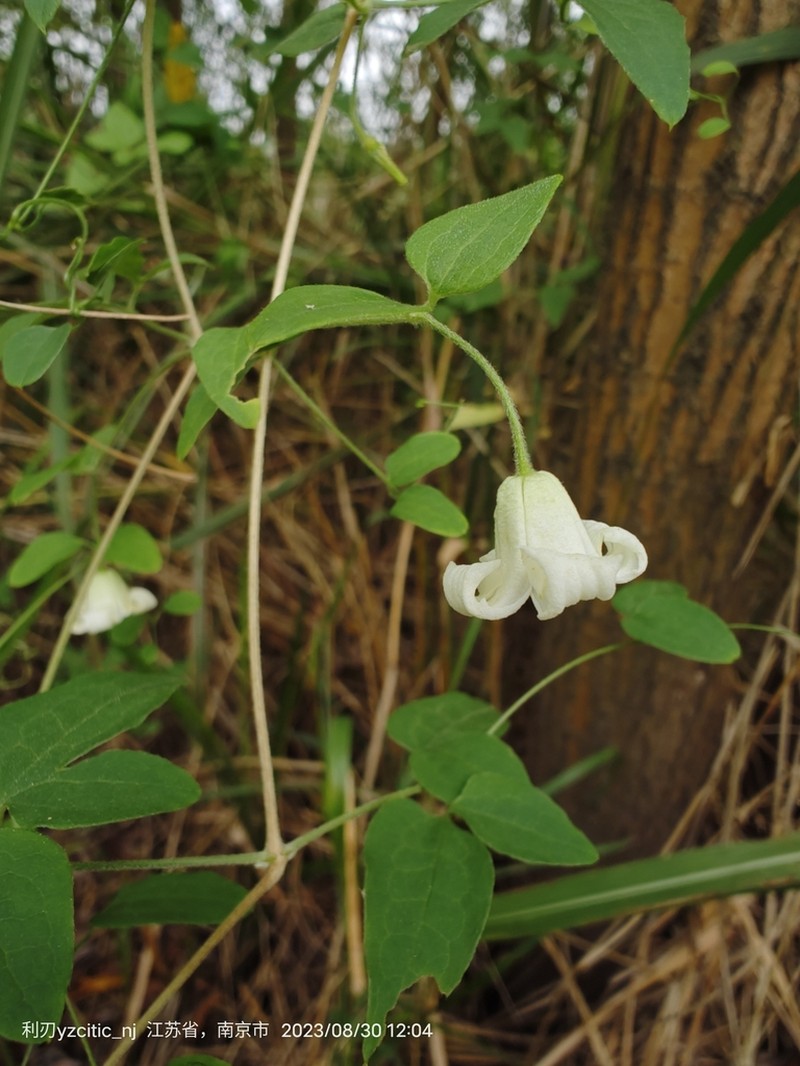 Clematis huchouensis photo 2