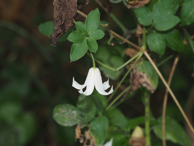 Clematis huchouensis photo 3