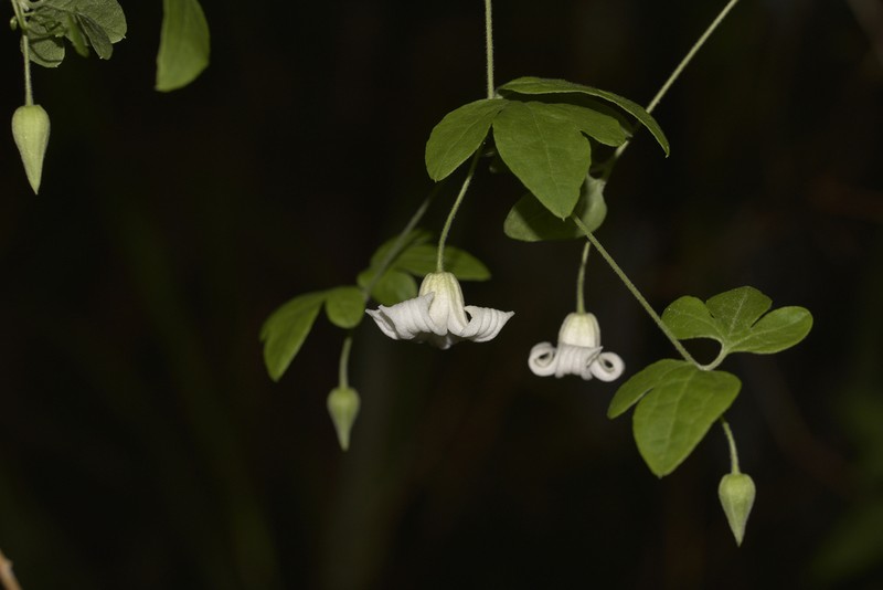 Clematis huchouensis photo 4