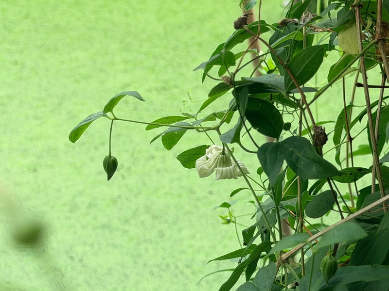Clematis huchouensis photo 5