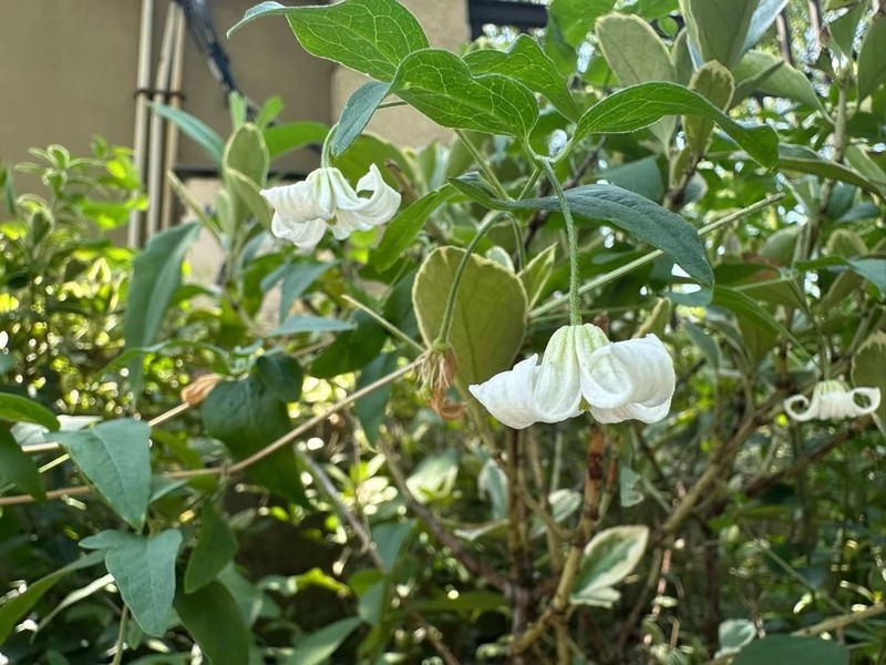 Clematis huchouensis photo 7