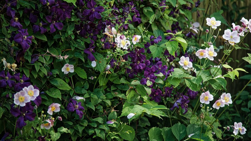 Clematis hupehensis