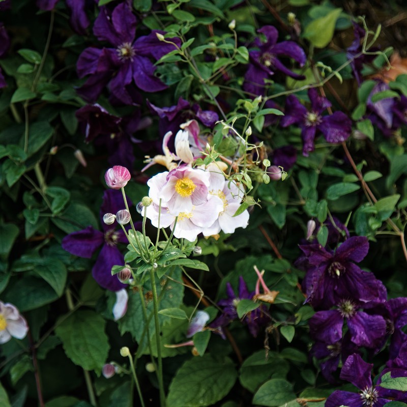Clematis hupehensis photo 2