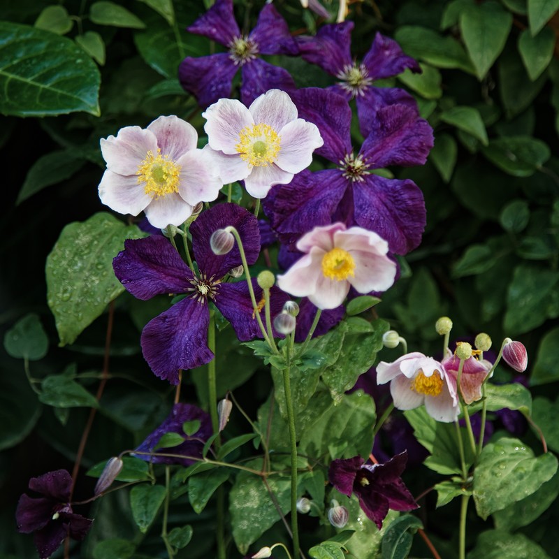 Clematis hupehensis photo 3