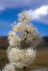 Clematis ibarensis