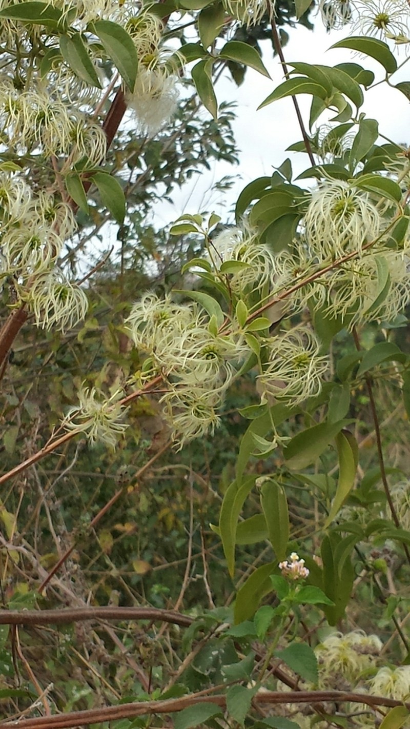 Clematis ibarensis photo 2