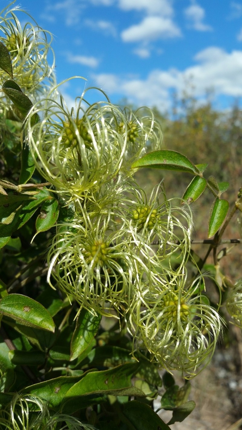 Clematis ibarensis photo 3