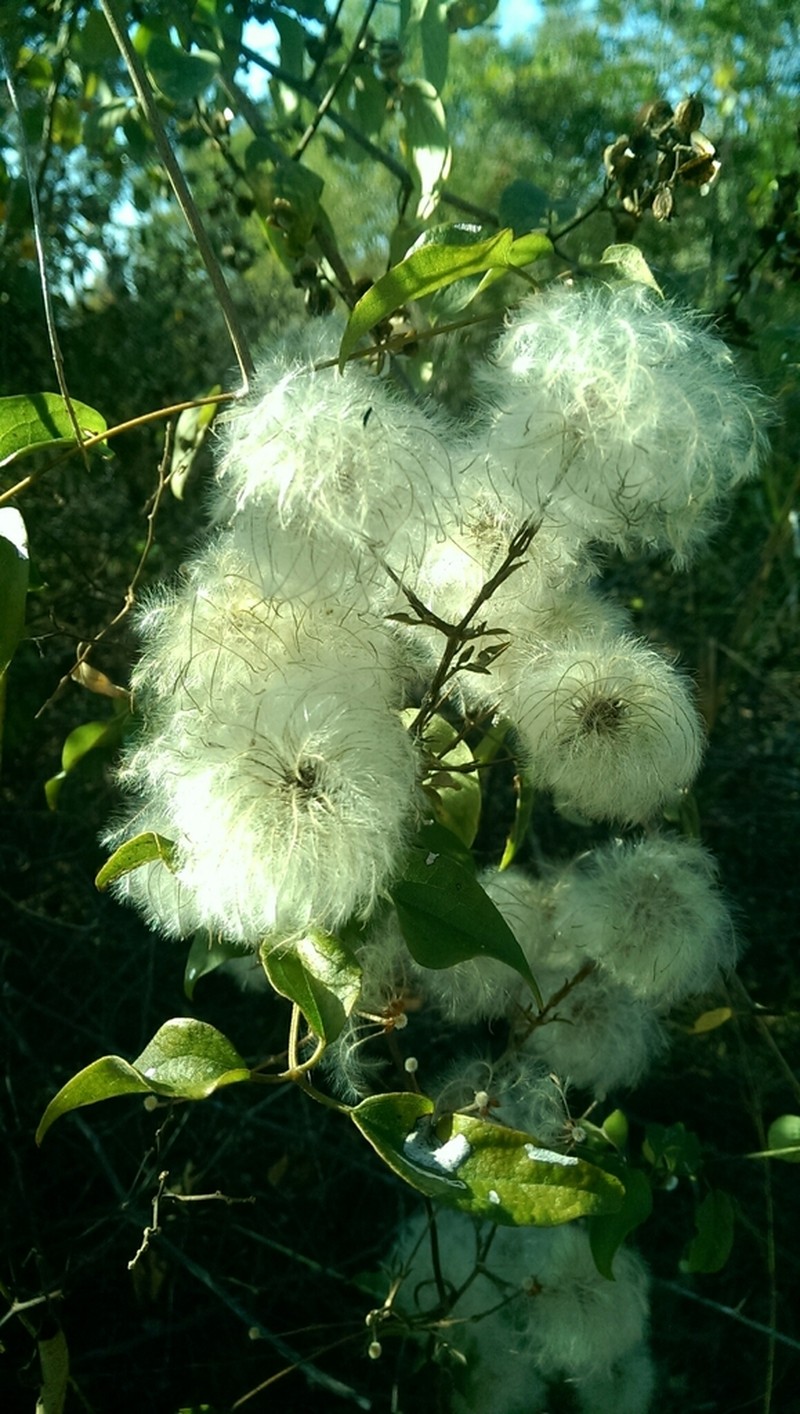 Clematis ibarensis photo 5