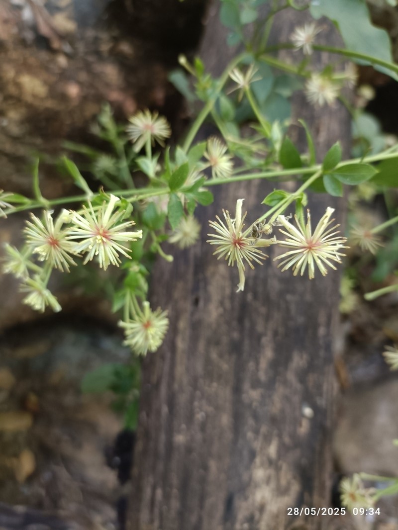 Clematis ibarensis photo 6