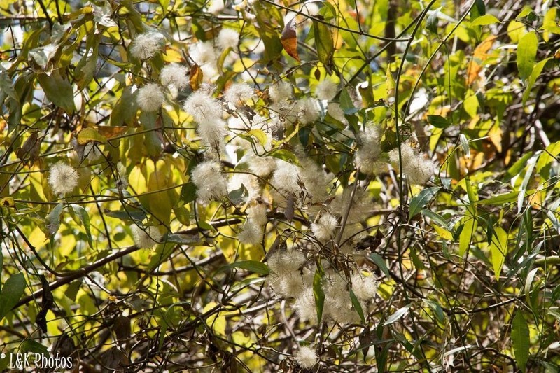 Clematis ibarensis photo 8