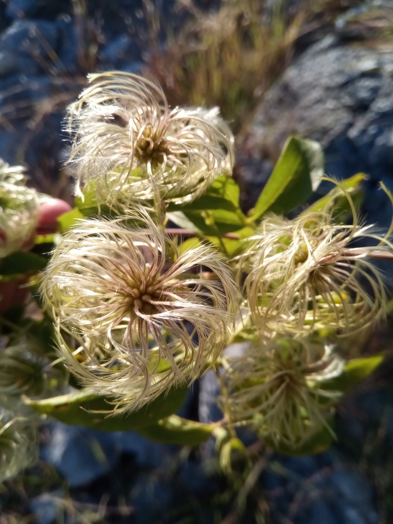 Clematis ibarensis subsp. edentata