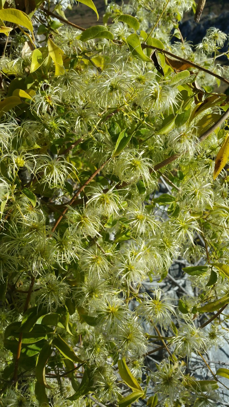 Clematis ibarensis subsp. edentata photo 2