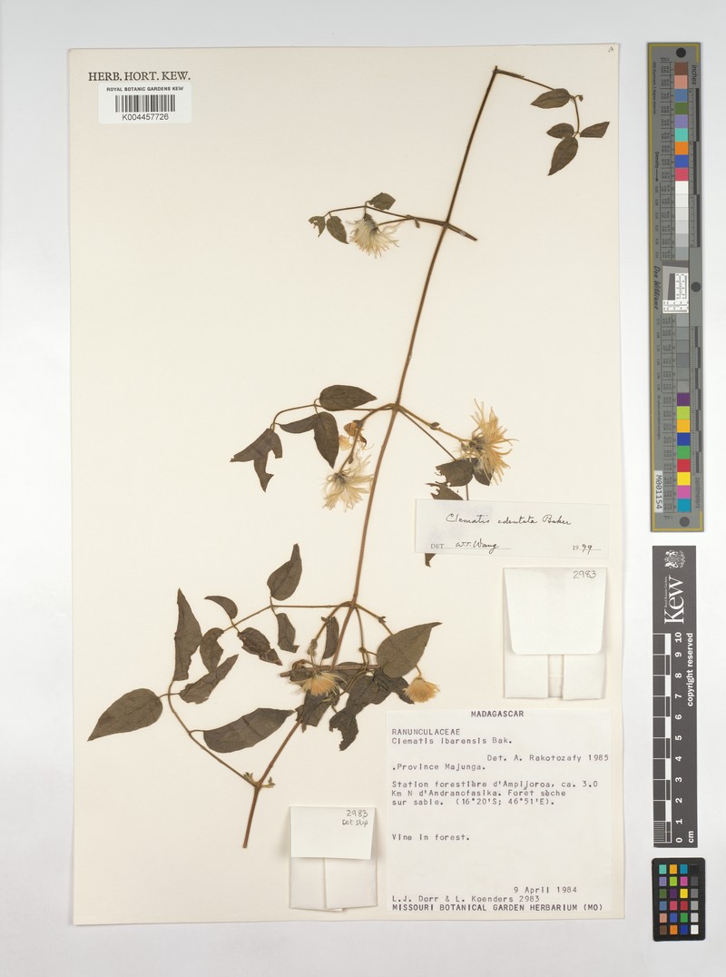Clematis ibarensis subsp. edentata photo 3