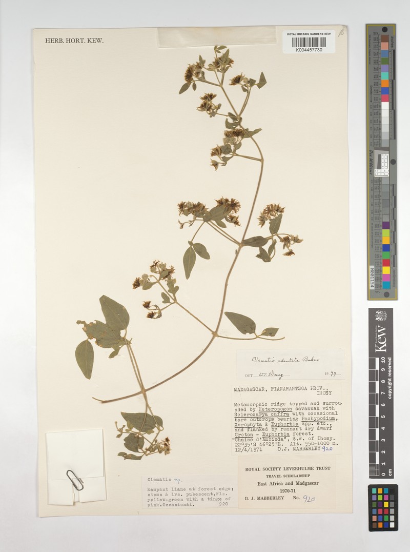 Clematis ibarensis subsp. edentata photo 4