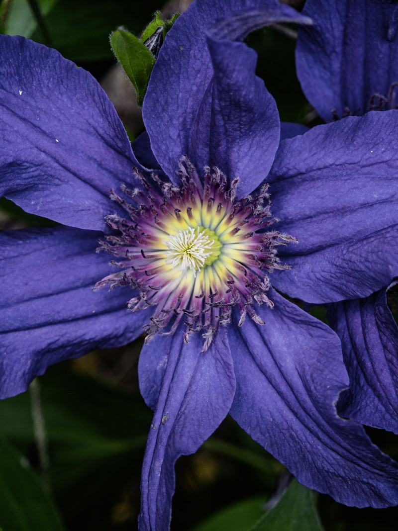 Solitary Clematis photo 5