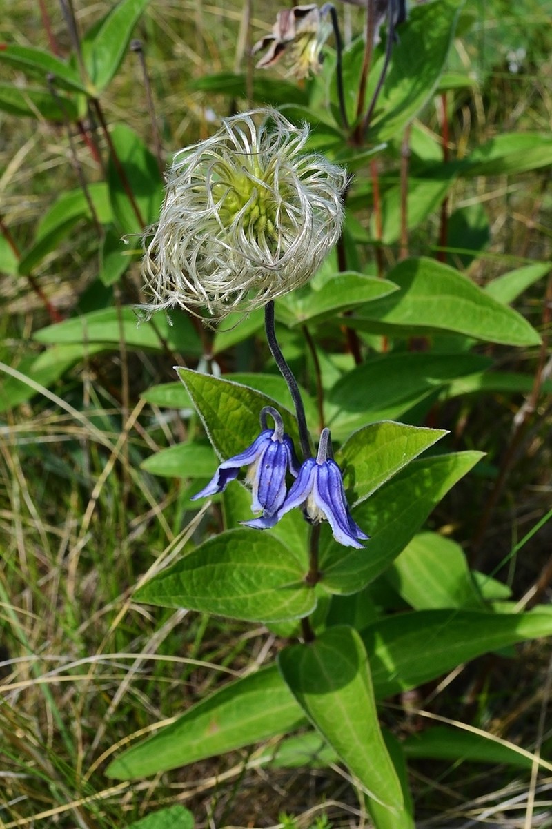 Solitary Clematis photo 6