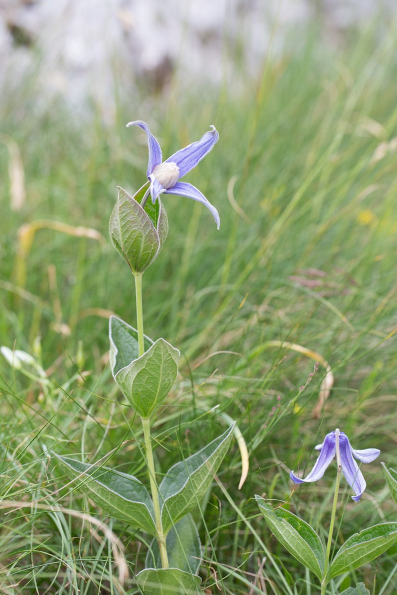 Solitary Clematis photo 7
