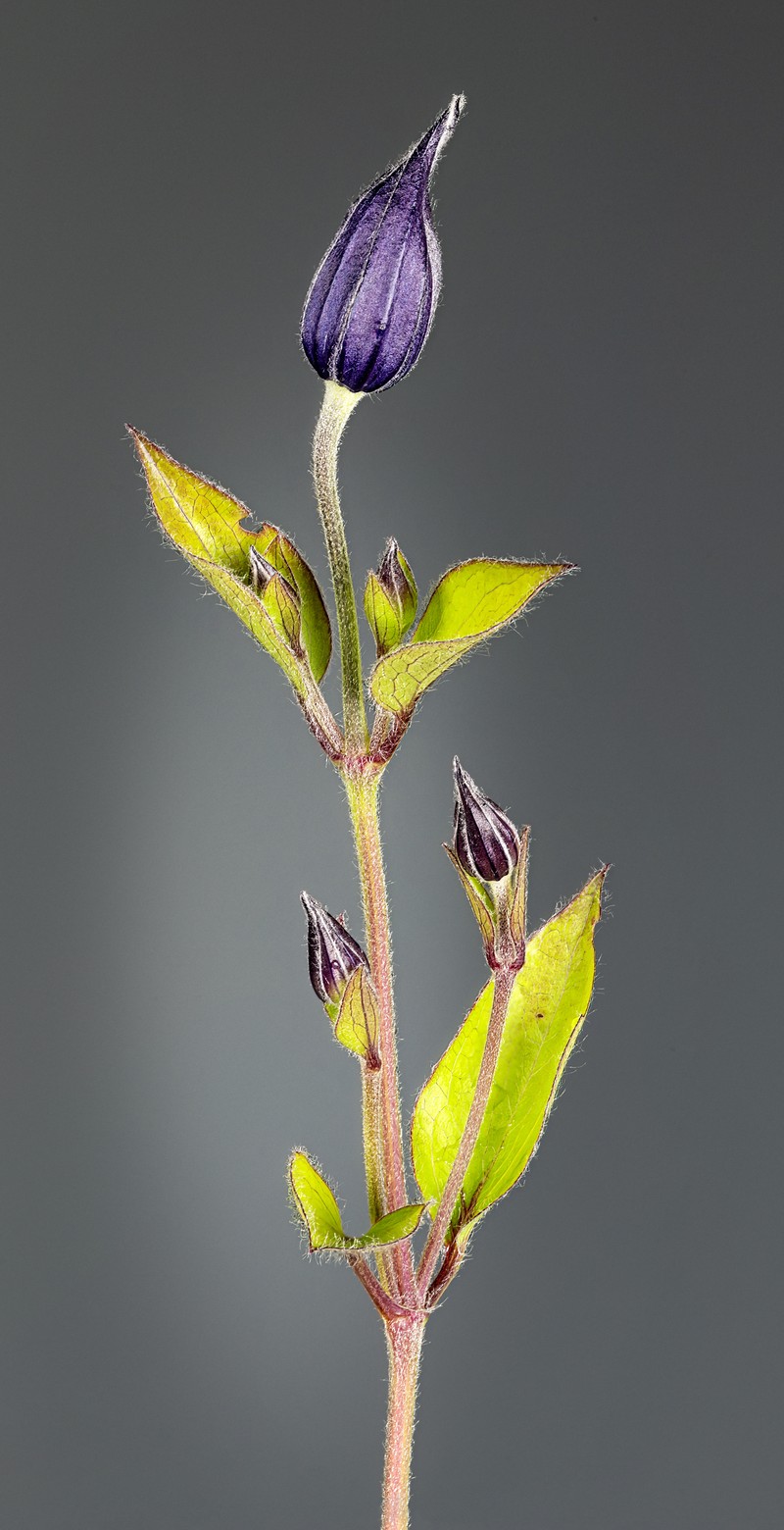 Solitary Clematis photo 4