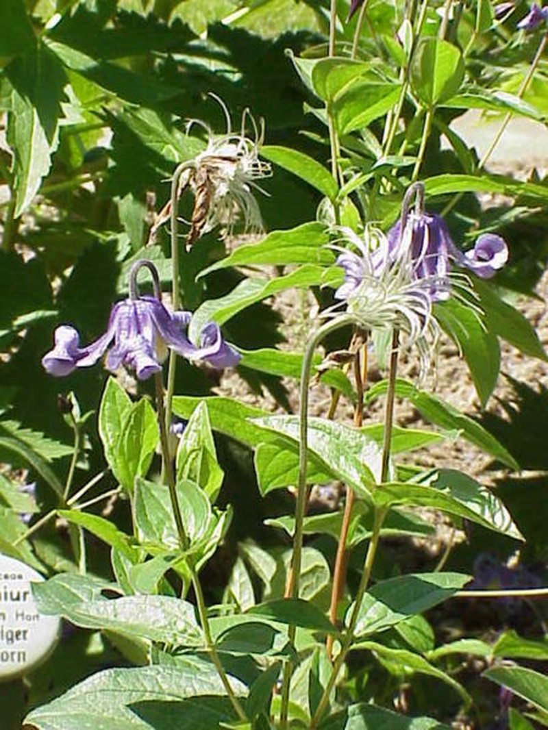 Solitary Clematis photo 5