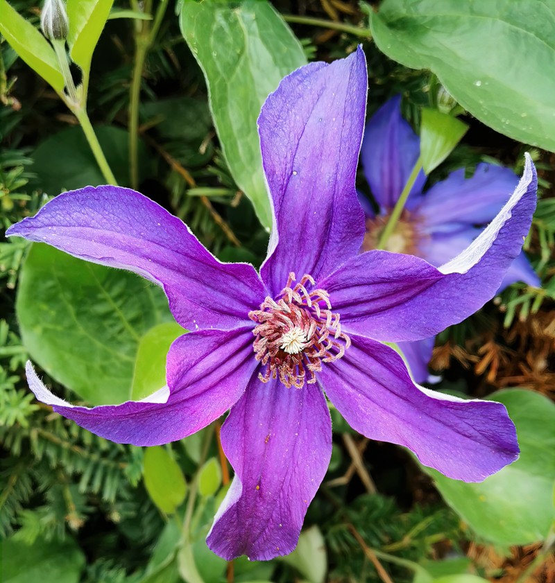 Solitary Clematis