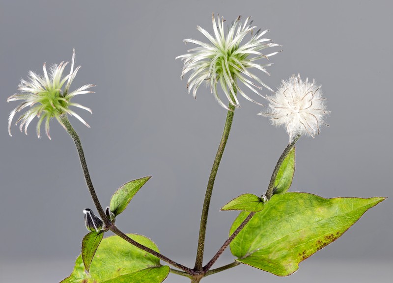 Solitary Clematis photo 2
